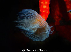 new borned spiribranchus by Moutafis Nikos 